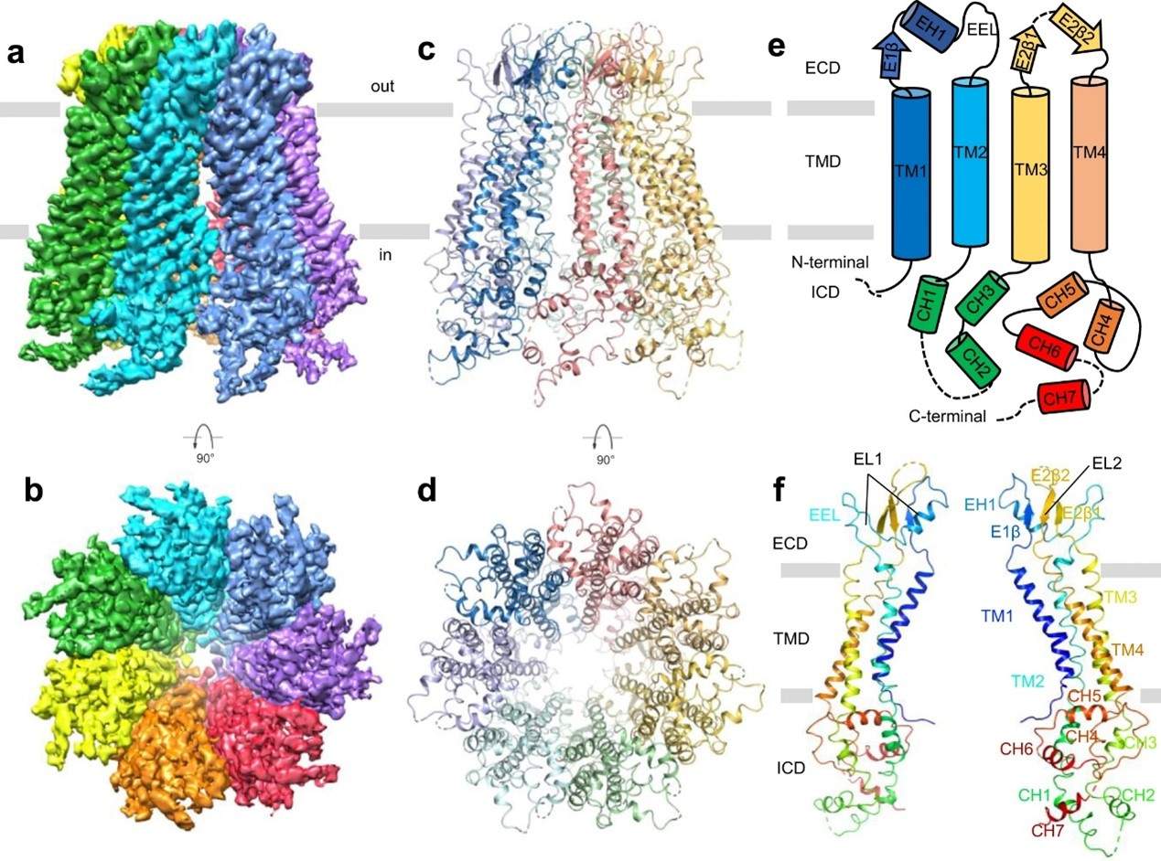 AlphaMol discovered a new drug target for brain cancer
